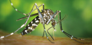 Mosquit tigre